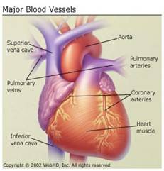 Understand a healthy heart